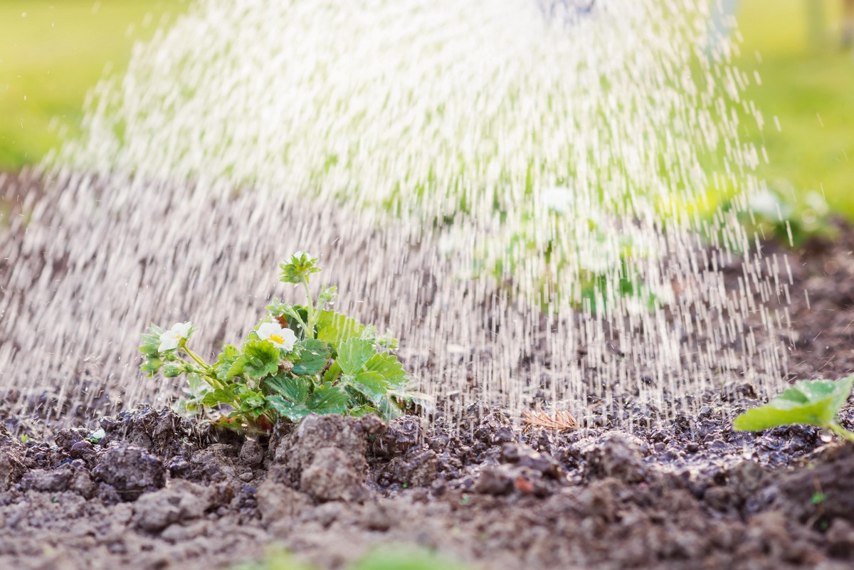 Recycle Organic Matter Into Your Garden with Direct Composting